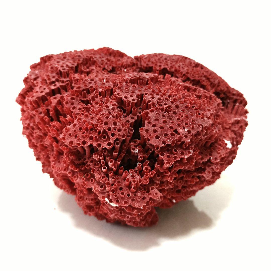 サンゴ 置物 珊瑚 サンゴ礁 珊瑚礁 パイプオルガン珊瑚 魚用品 XLサイズ