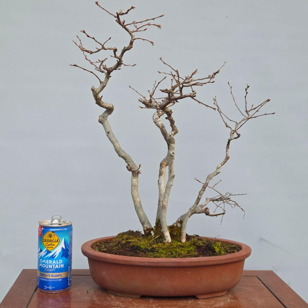 ソロ　[5幹寄せ植え]　中品盆栽