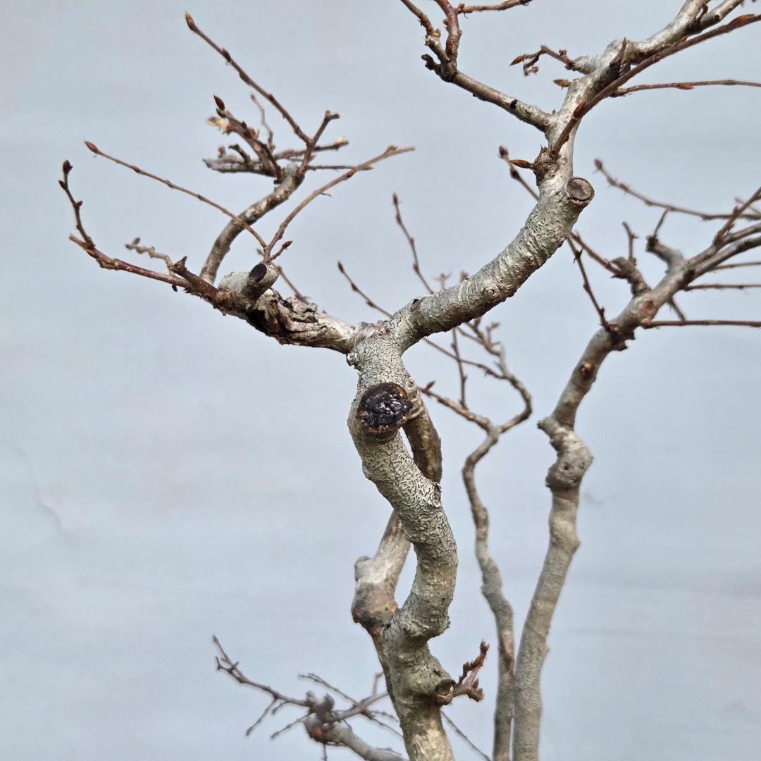 ソロ　[5幹寄せ植え]　中品盆栽