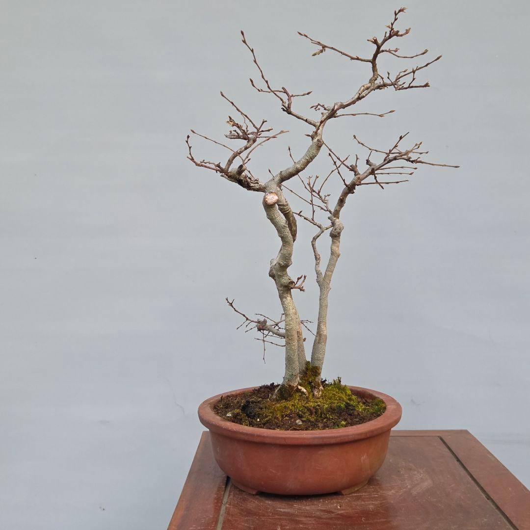 ソロ　[5幹寄せ植え]　中品盆栽