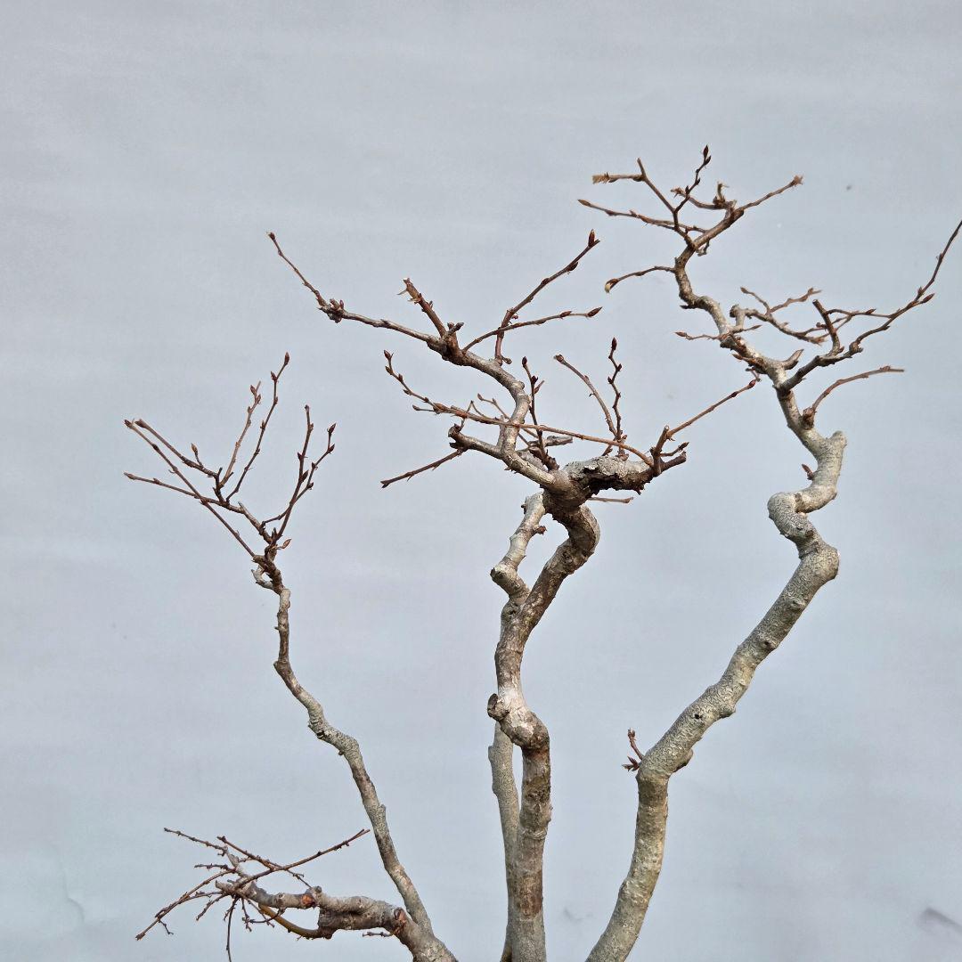 ソロ　[5幹寄せ植え]　中品盆栽