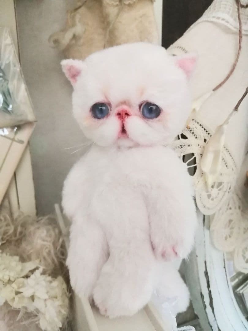 ポッケにゃん♡エキゾチック子猫ちゃん♡アートドール♡ぬいぐるみ♡ラビットファー調