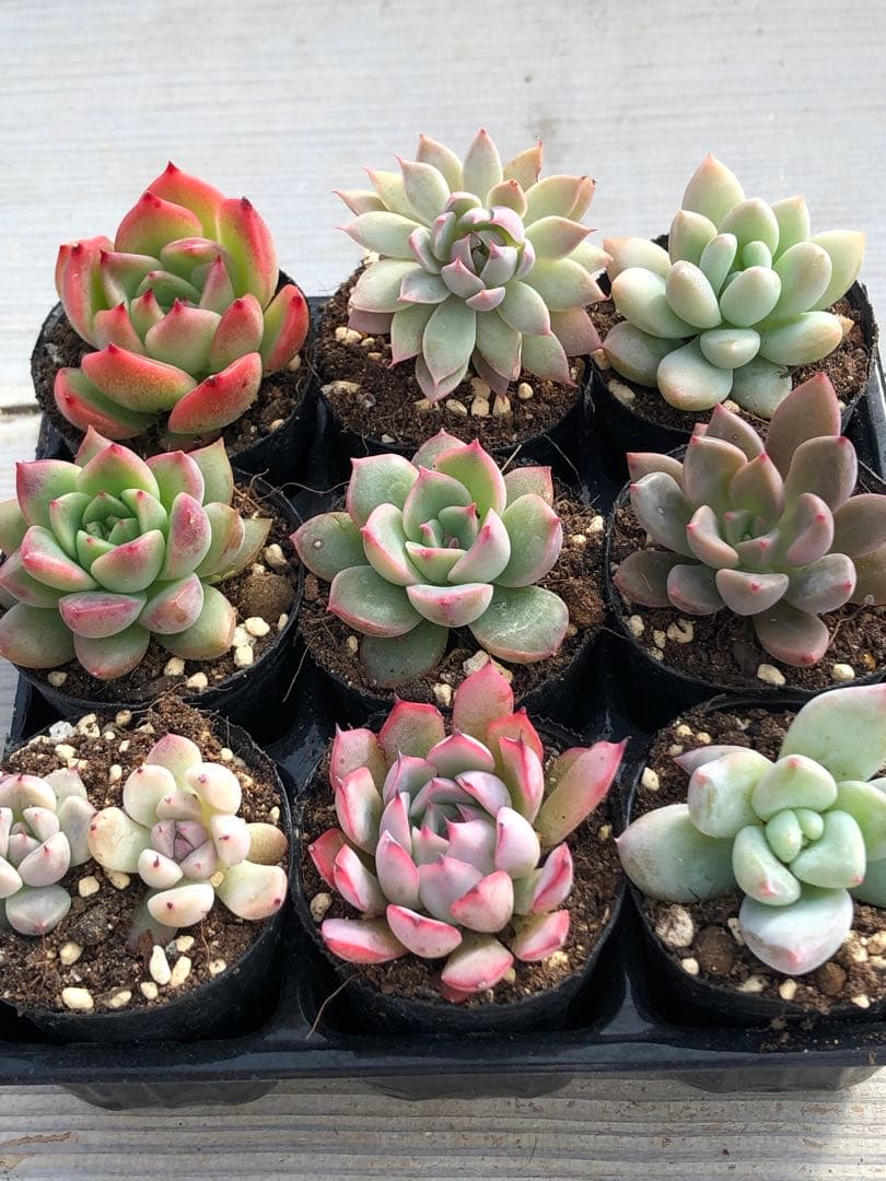 多肉植物 ロウルサンコ苗♡小苗セット