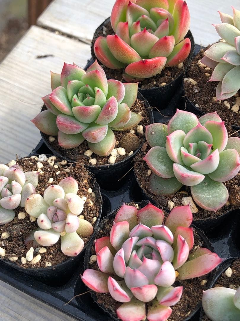 多肉植物 ロウルサンコ苗♡小苗セット