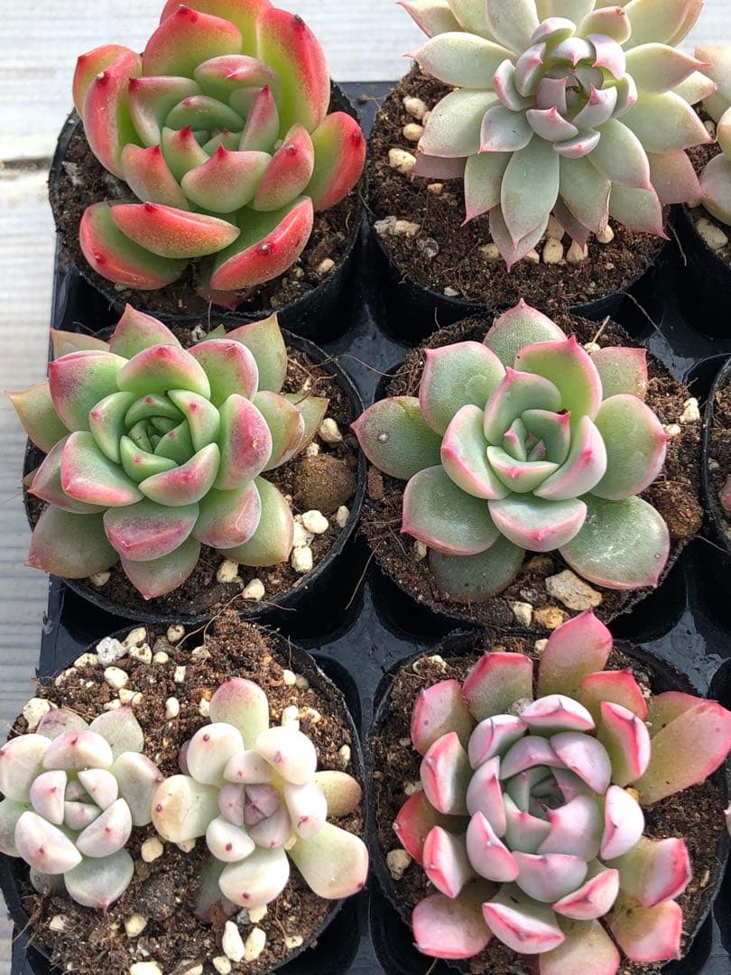 多肉植物 ロウルサンコ苗♡小苗セット