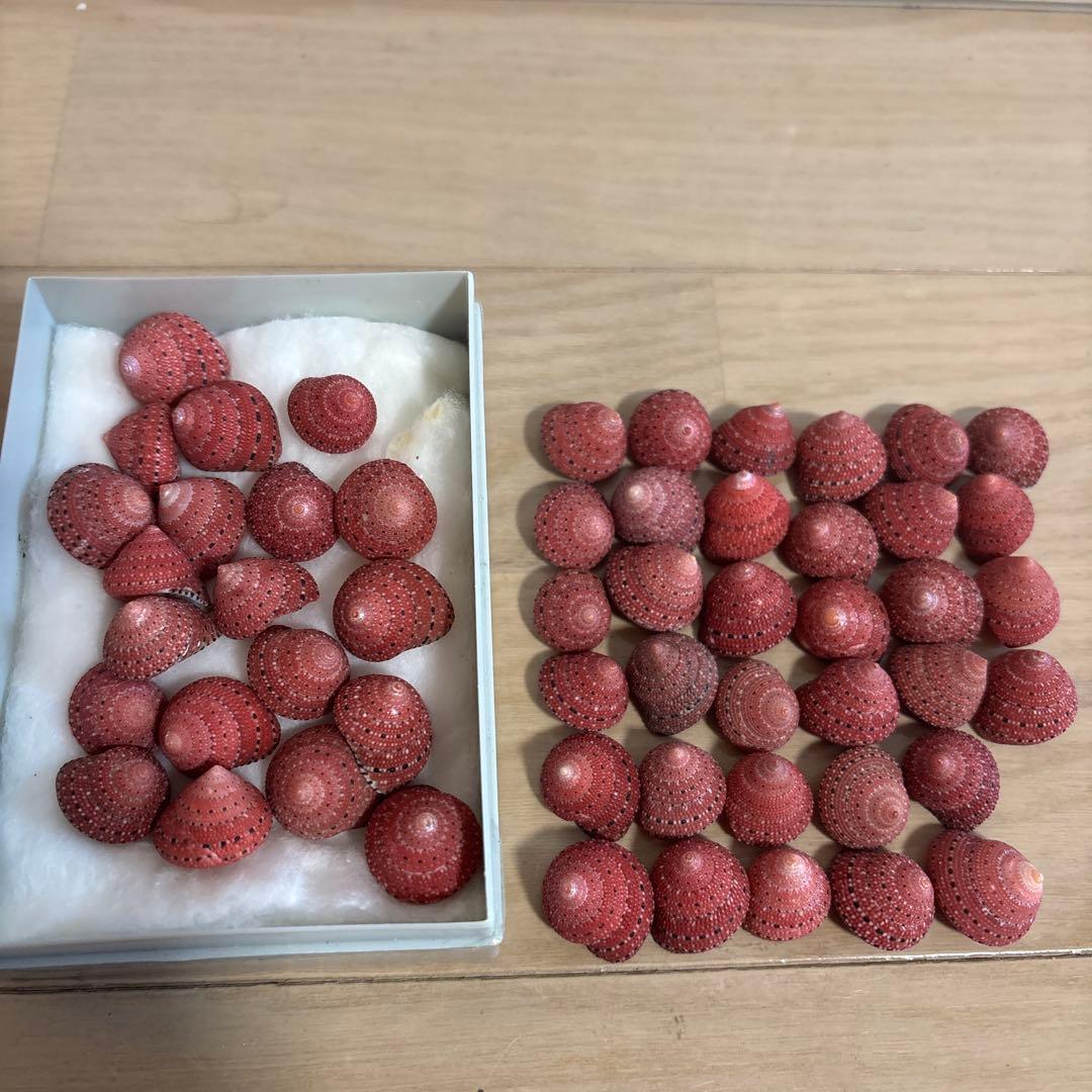 イチゴナツモモ54個　南アフリカ産　喜望峰産