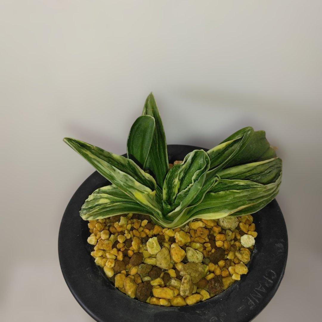 万年青〔力和〕子付