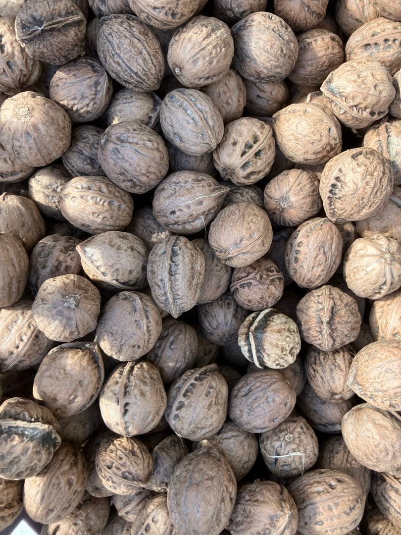 限定値下げ　V 令和7年産　新物　オニクルミ（鬼胡桃・鬼クルミ）約10kg