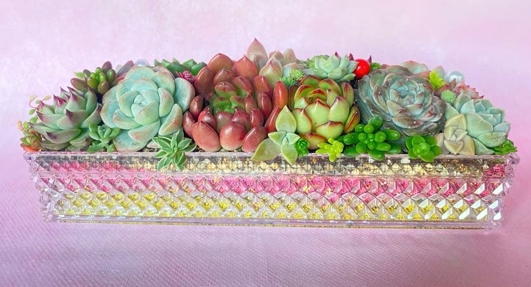 多肉寄せ植え✿多肉弁当✿そのまま飾れます