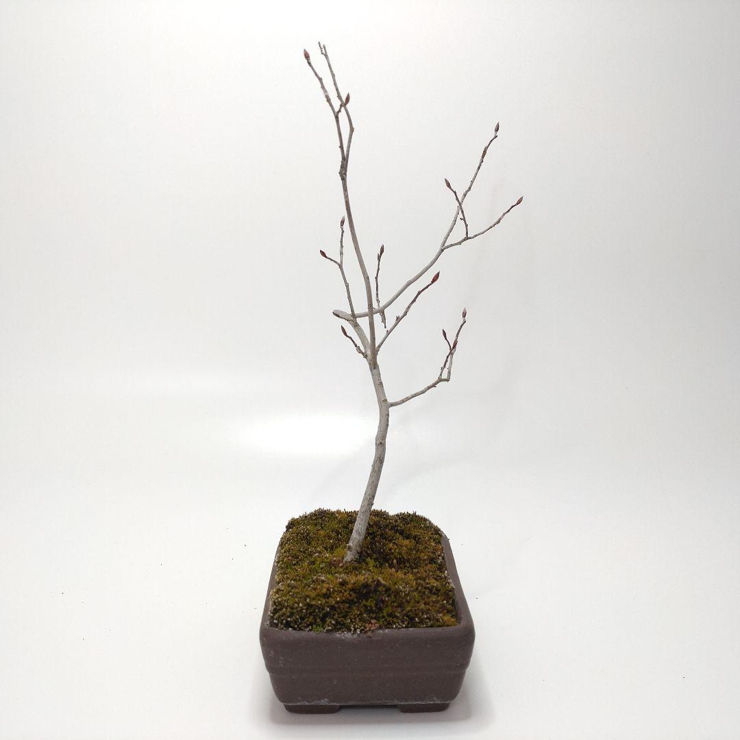 寒樹ヤマコウバシ盆栽 SS017