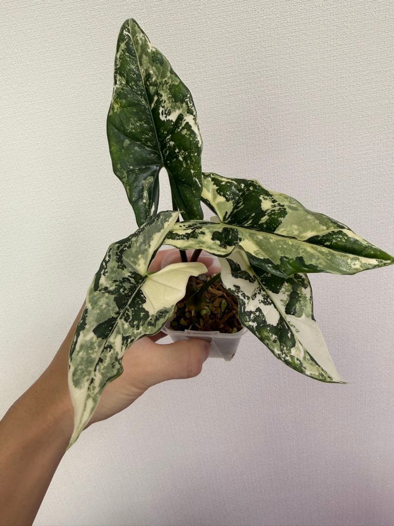 アロカシア5種+リーガルシールズオーレア斑入り小芋１つ