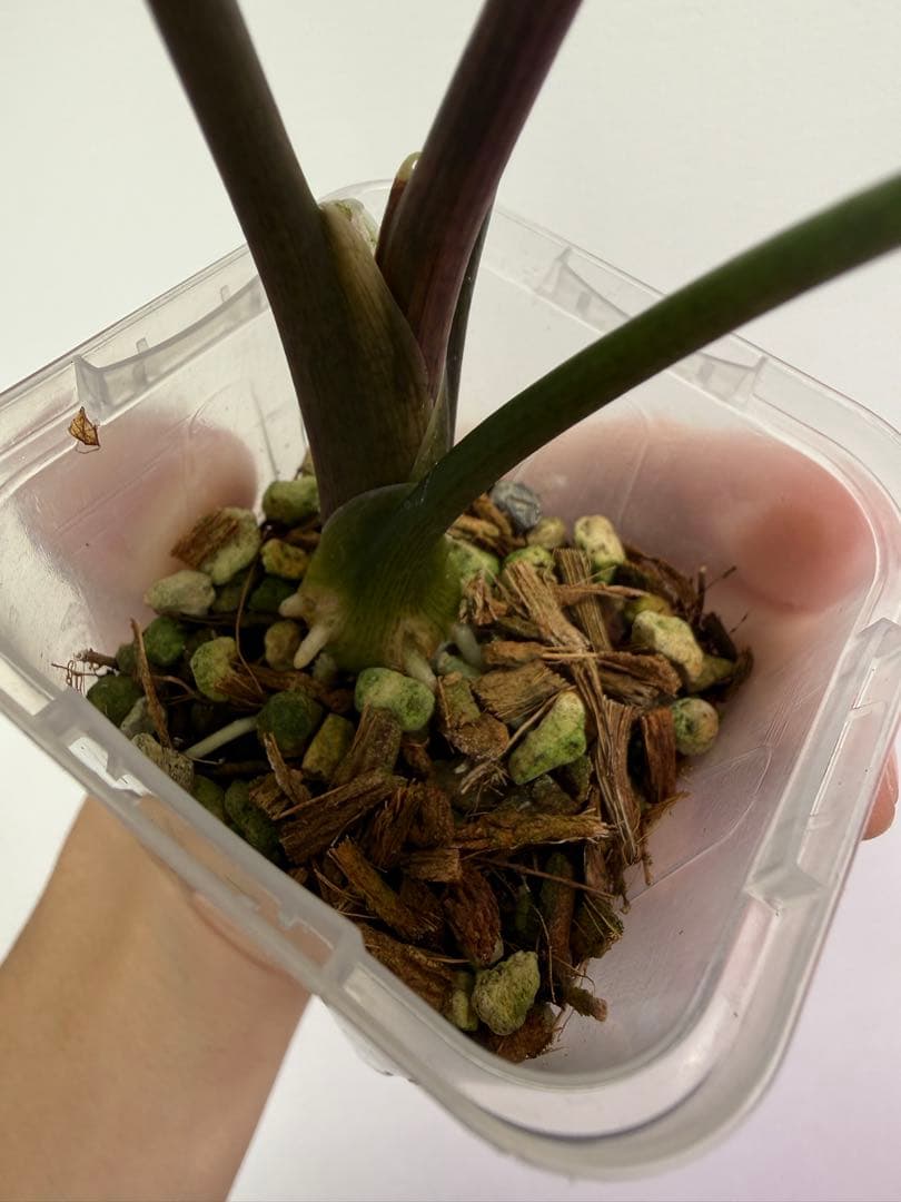 アロカシア5種+リーガルシールズオーレア斑入り小芋１つ
