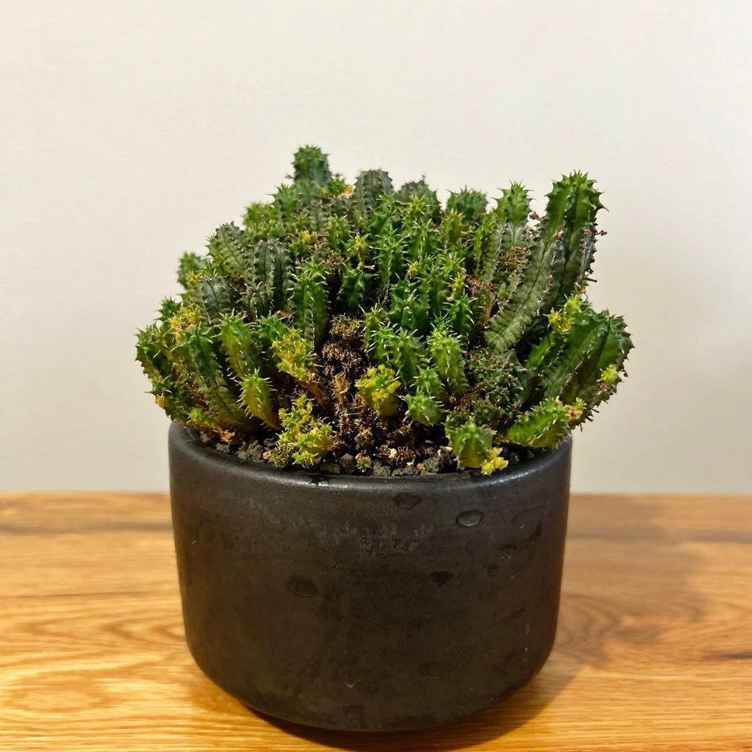 (綴化)ユーフォルビア　ホリダ　モンストローサ　実生　変異種　陶器鉢付き