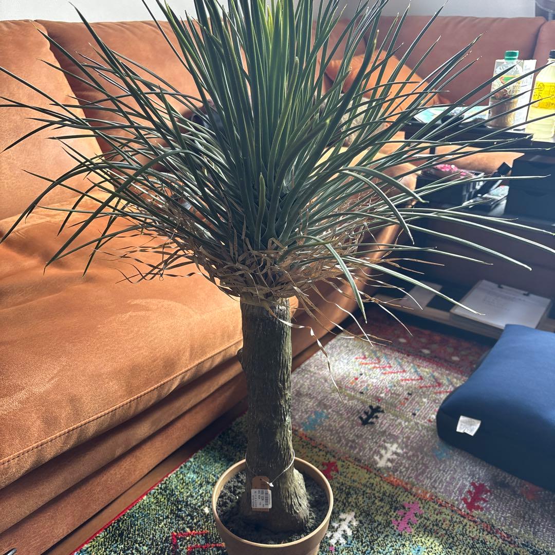 ユッカ ロストラータ フェイクグリーン