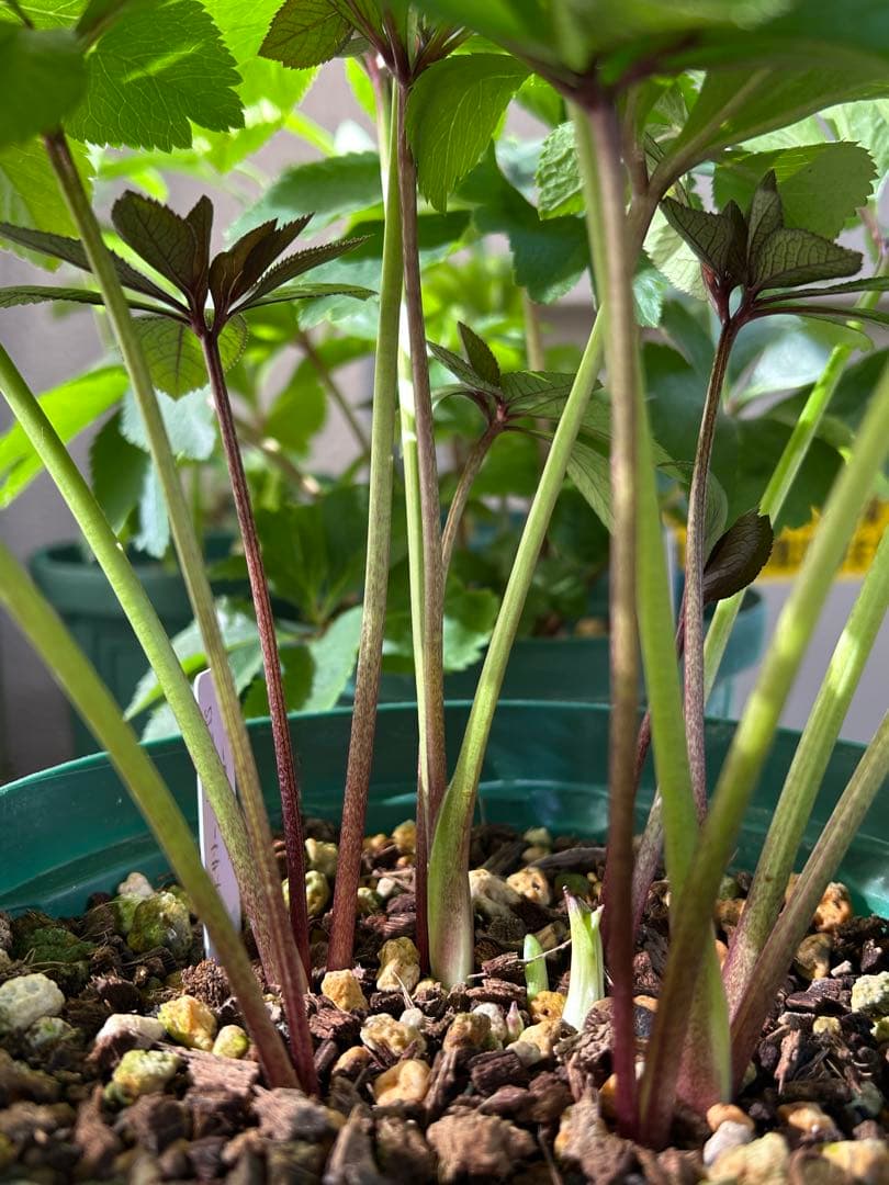 クリスマスローズ　大木ナーサリー　ポーセリン　イエローベース　ss 6号苗