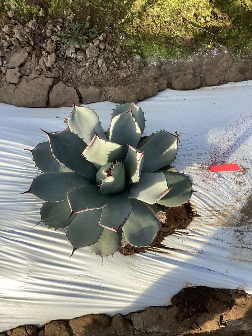 アガベ　トランカータ　実生　1