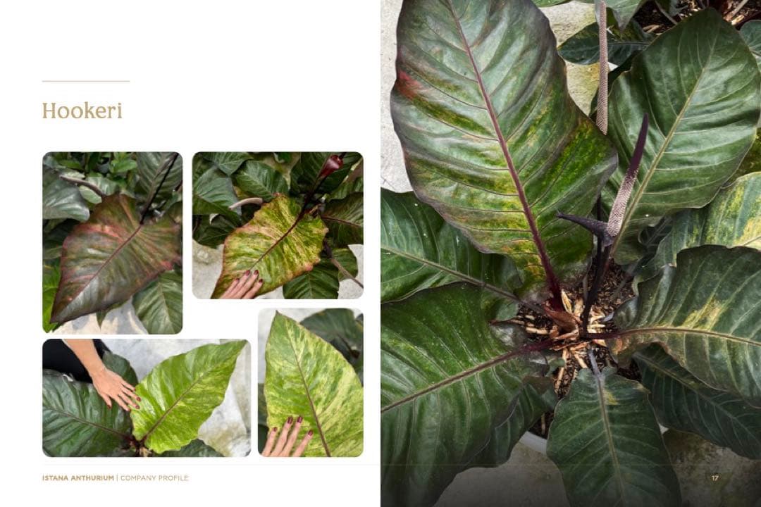 その他観葉植物 Anthurium Hookeri Sweeta Pink Polkadot