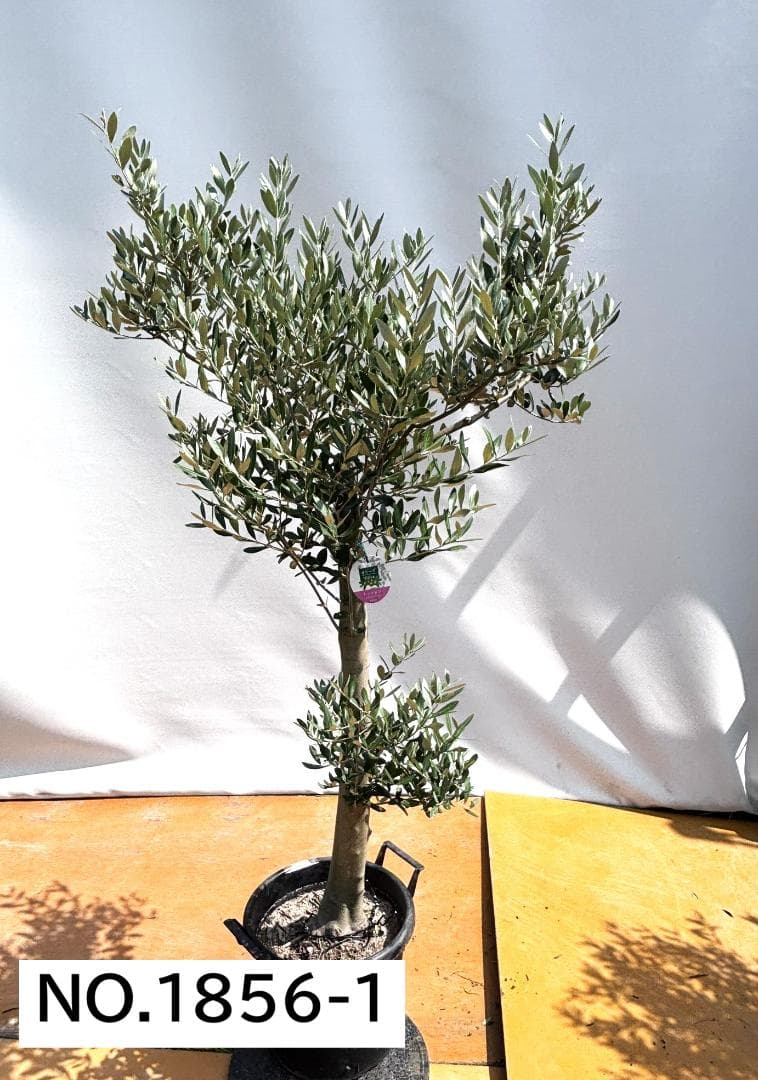 オリーブの木　ミッション　約180cm　NO.1856　大型　現品掲載　人気品種