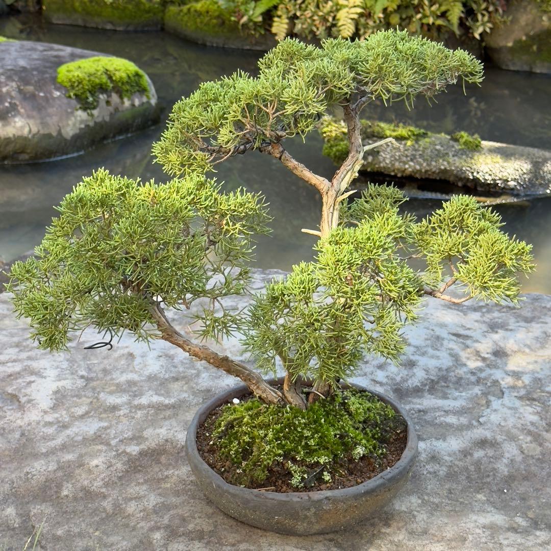 真柏 盆栽 樹形美 幹芸 自然美 鑑賞樹 苔付き 樹姿良好 小品盆栽 和風庭園