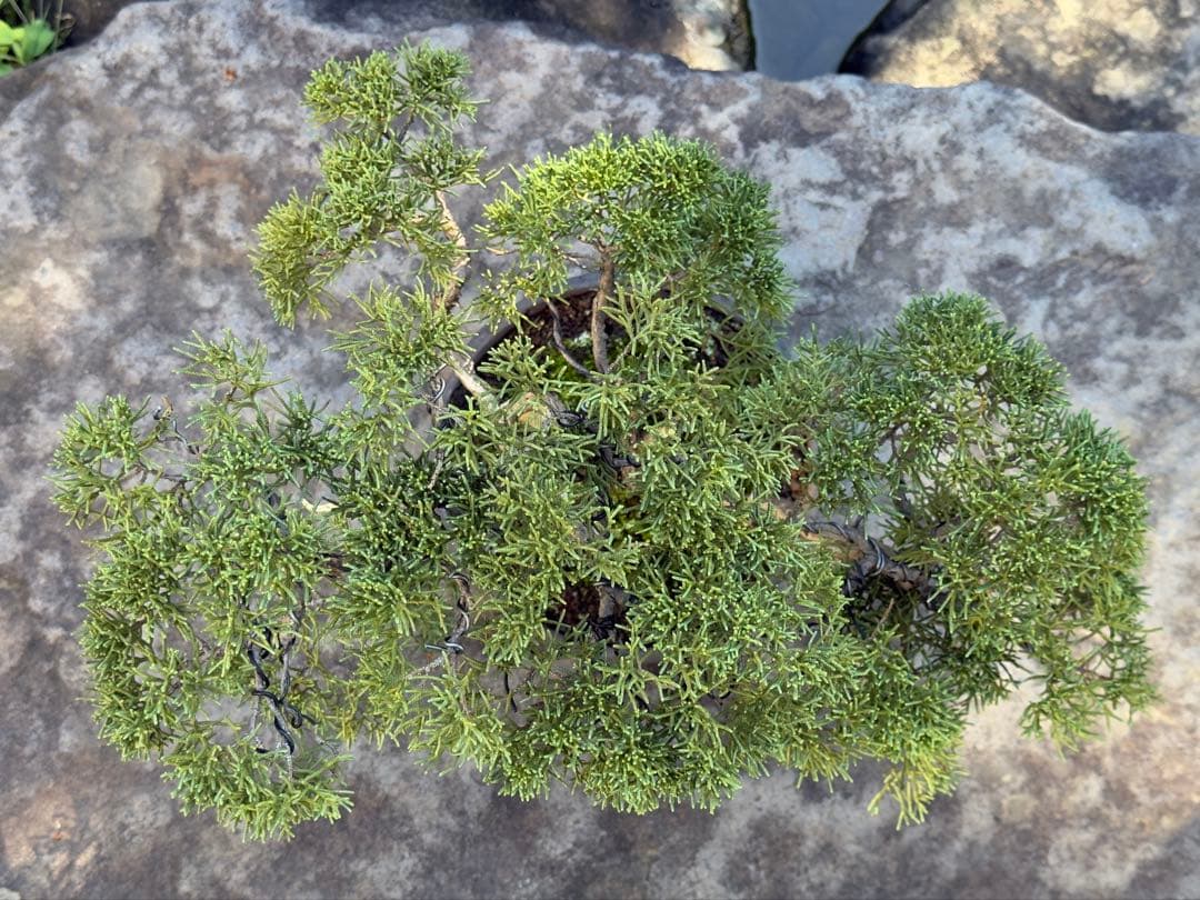 真柏 盆栽 樹形美 幹芸 自然美 鑑賞樹 苔付き 樹姿良好 小品盆栽 和風庭園