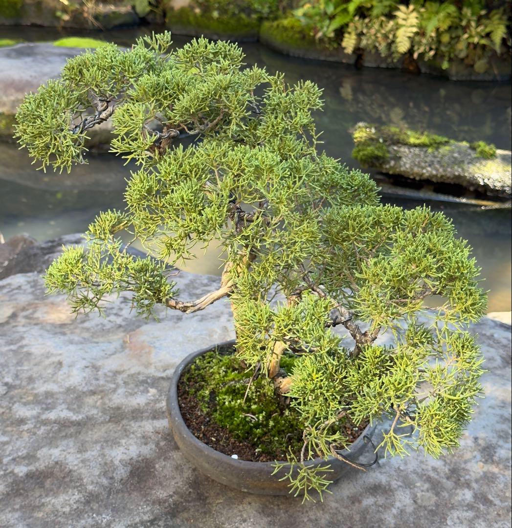 真柏 盆栽 樹形美 幹芸 自然美 鑑賞樹 苔付き 樹姿良好 小品盆栽 和風庭園