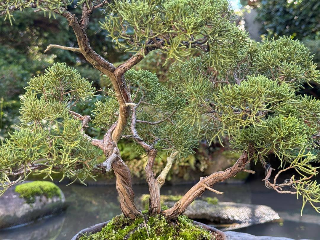 真柏 盆栽 樹形美 幹芸 自然美 鑑賞樹 苔付き 樹姿良好 小品盆栽 和風庭園