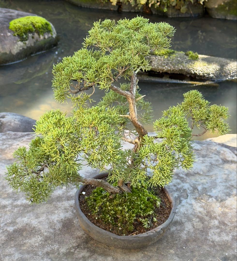 真柏 盆栽 樹形美 幹芸 自然美 鑑賞樹 苔付き 樹姿良好 小品盆栽 和風庭園