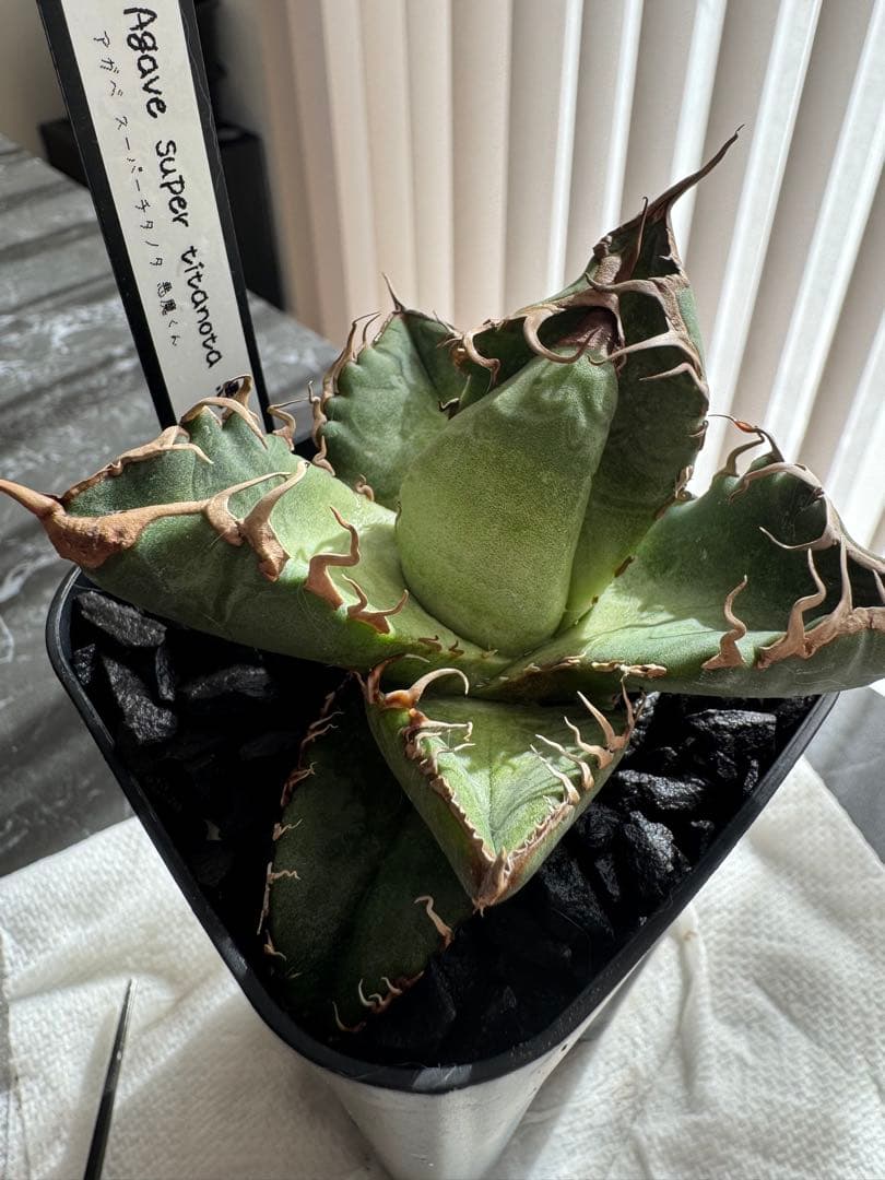 【期待株】アガベ　スーパーチタノタ　悪魔くん　BAKEMONO 子株