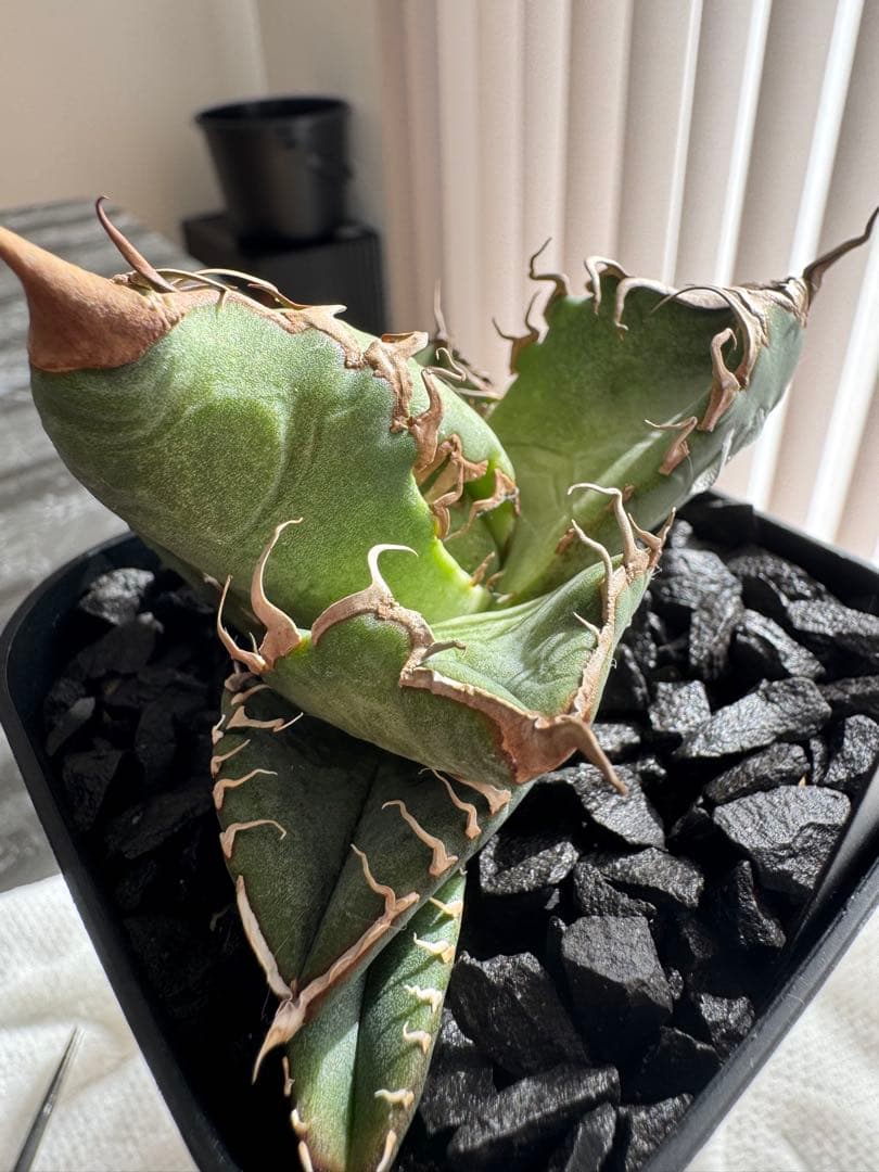 【期待株】アガベ　スーパーチタノタ　悪魔くん　BAKEMONO 子株