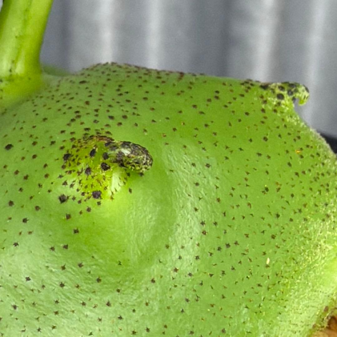 その他観葉植物 Lecanopteris KP9