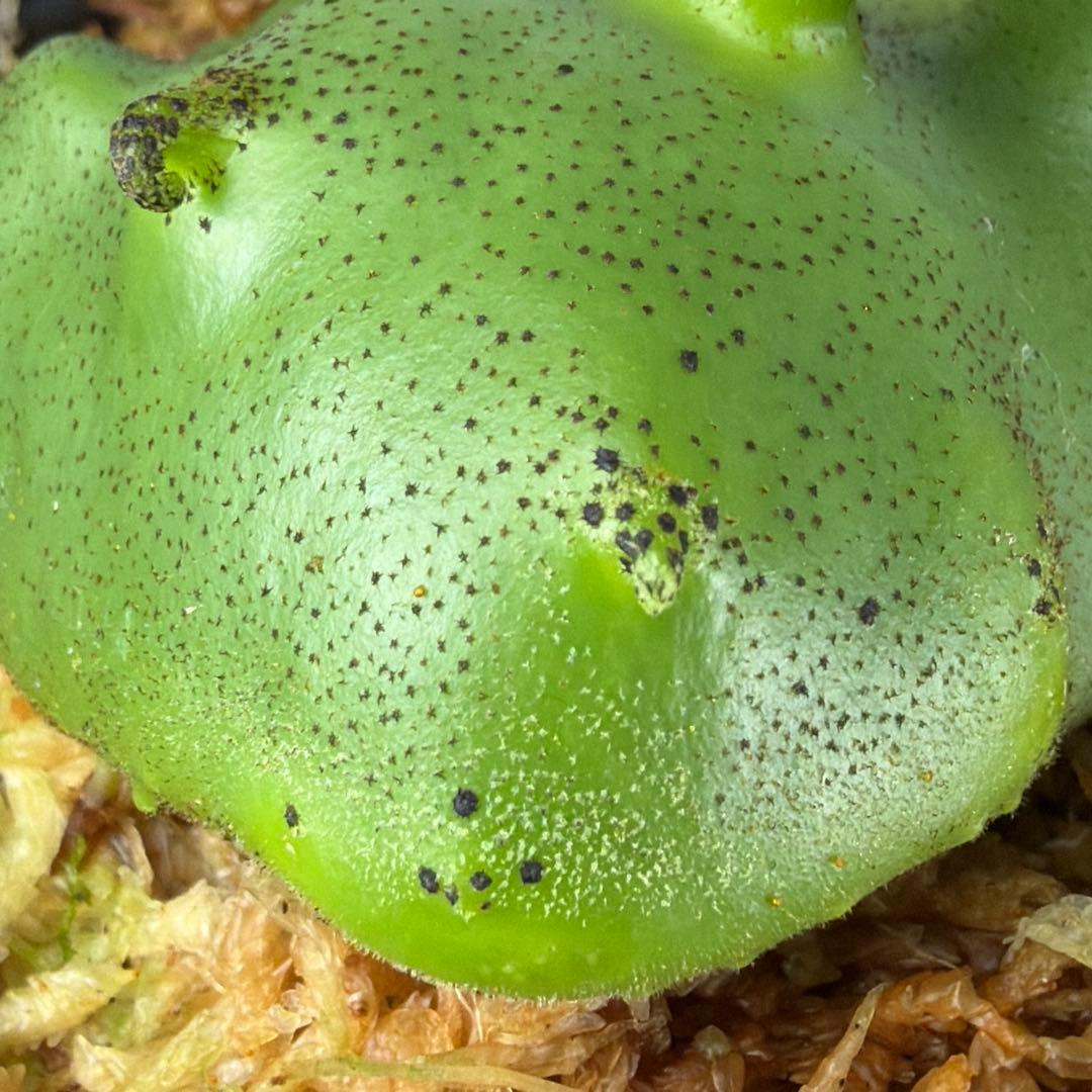 その他観葉植物 Lecanopteris KP9