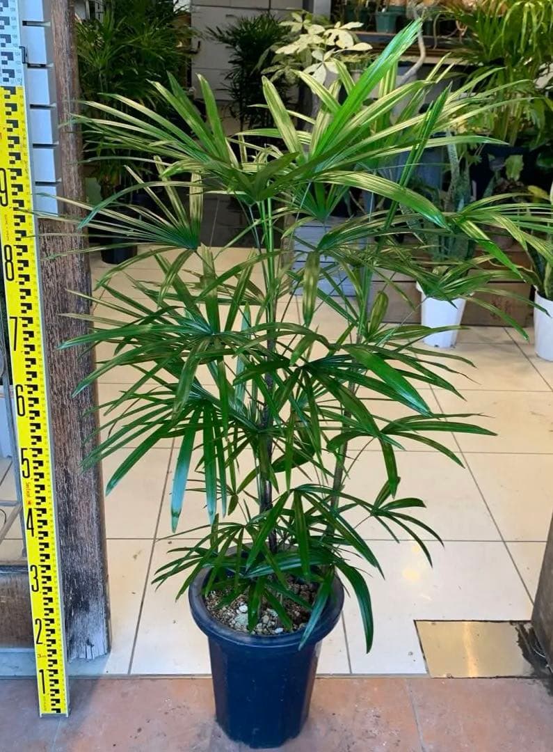 シュロチク 棕櫚竹 8号 7