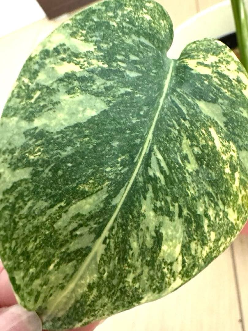 超希少　モンステラ デリシオーサ ダイアモンド　レガシー　斑入り