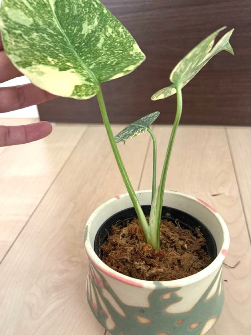 超希少　モンステラ デリシオーサ ダイアモンド　レガシー　斑入り