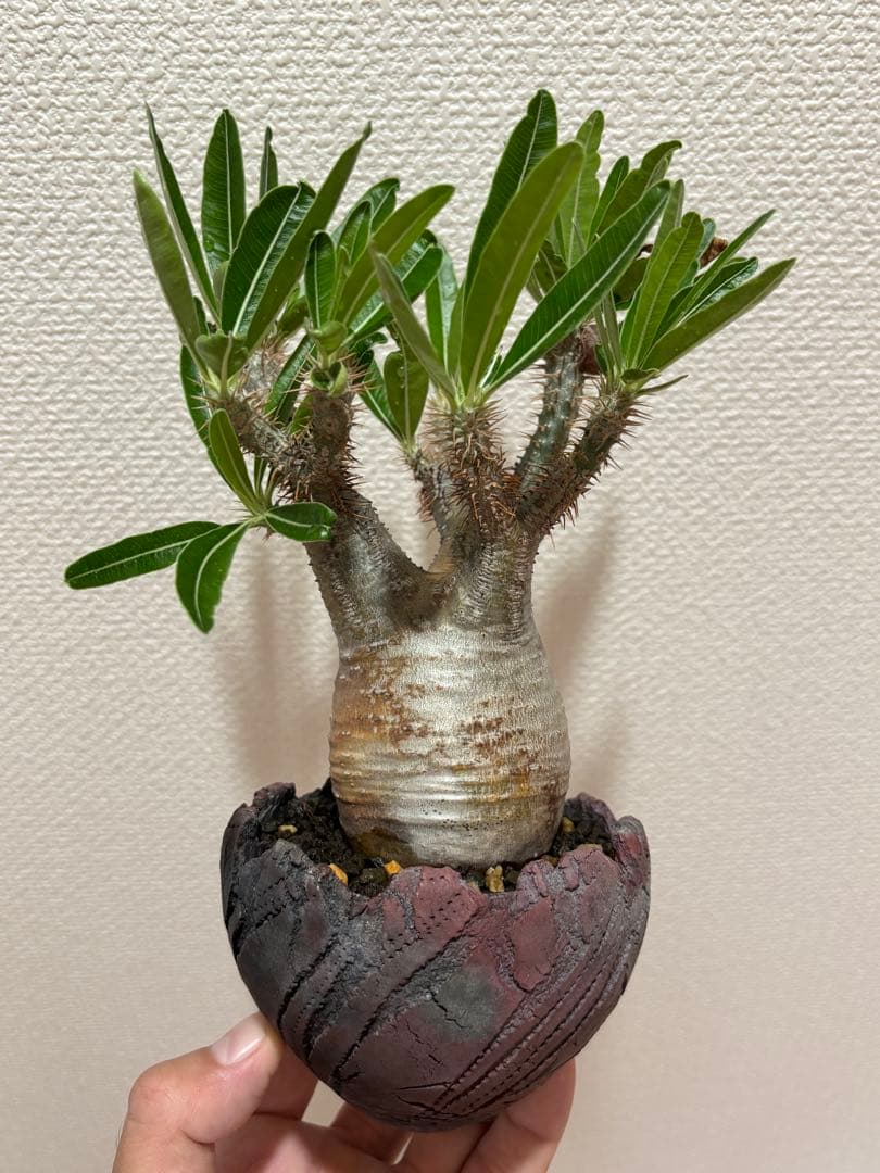 グラキリス 現地球 鶴仙園 関口貴仁 セキグチタカヒト