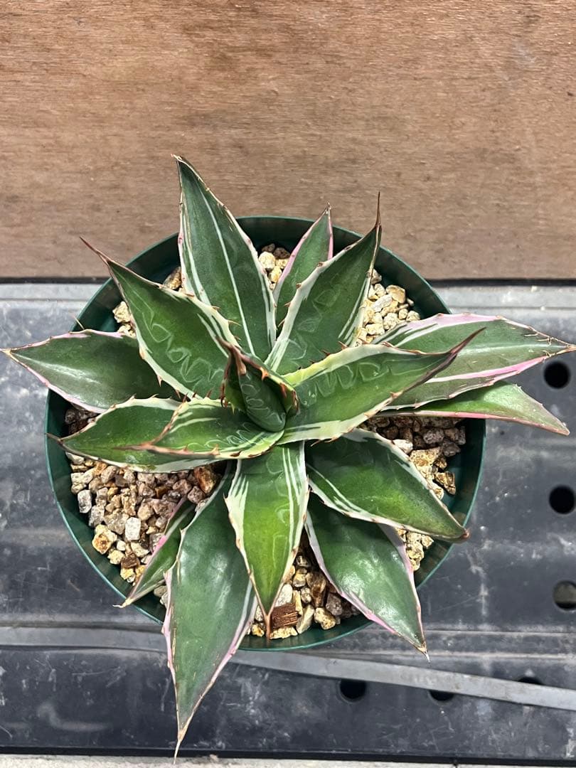 アガベ　モンタナ　錦　白覆輪　（検　ティファニー　パリー