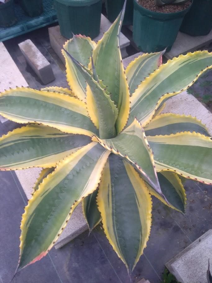 アガベ　サルミアナフェロックス　リップルエフェクト　【1/25撮影】☆未発根☆