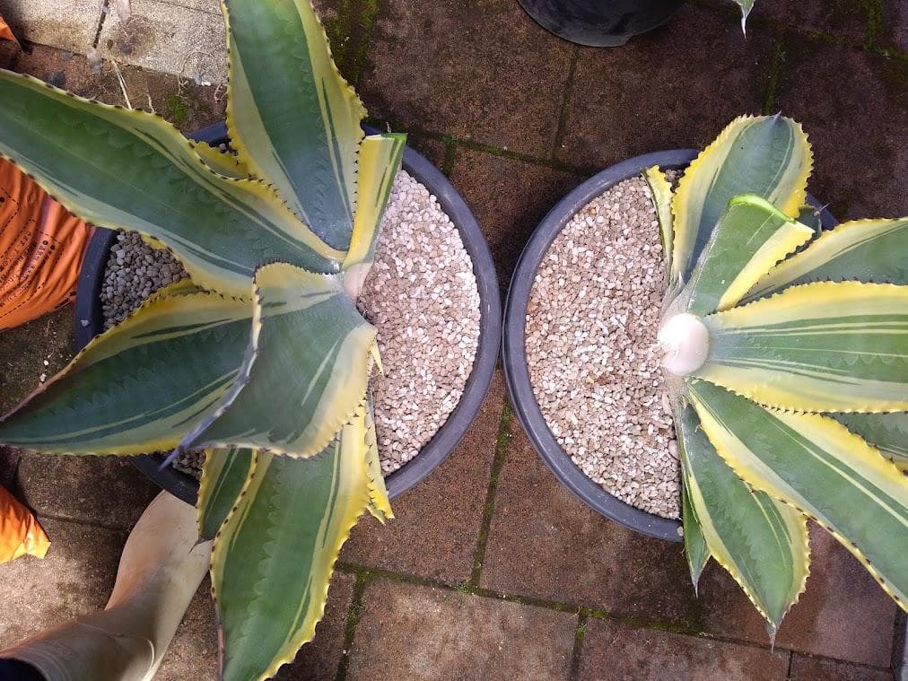 アガベ　サルミアナフェロックス　リップルエフェクト　【1/25撮影】☆未発根☆