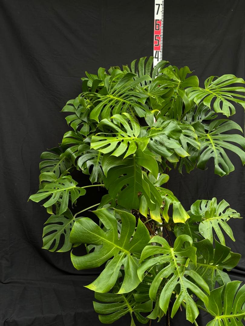 モンステラ　デリシオーサ　マクロコズム ( Macrocosm ) 特大