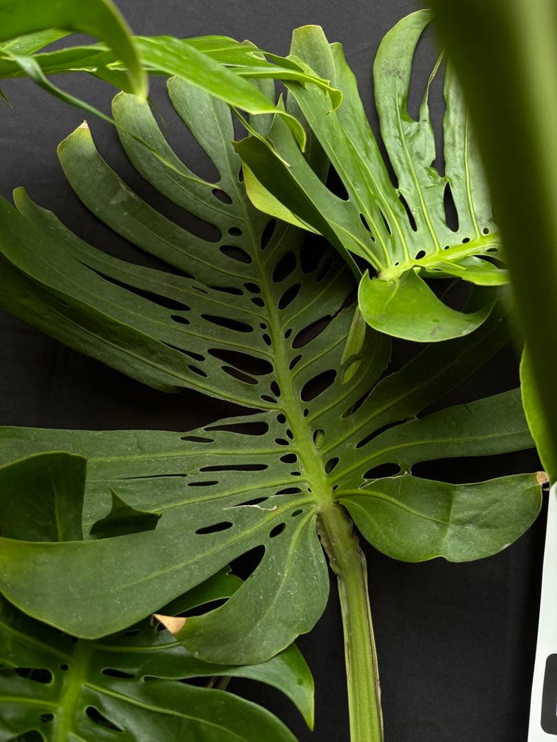 モンステラ　デリシオーサ　マクロコズム ( Macrocosm ) 特大