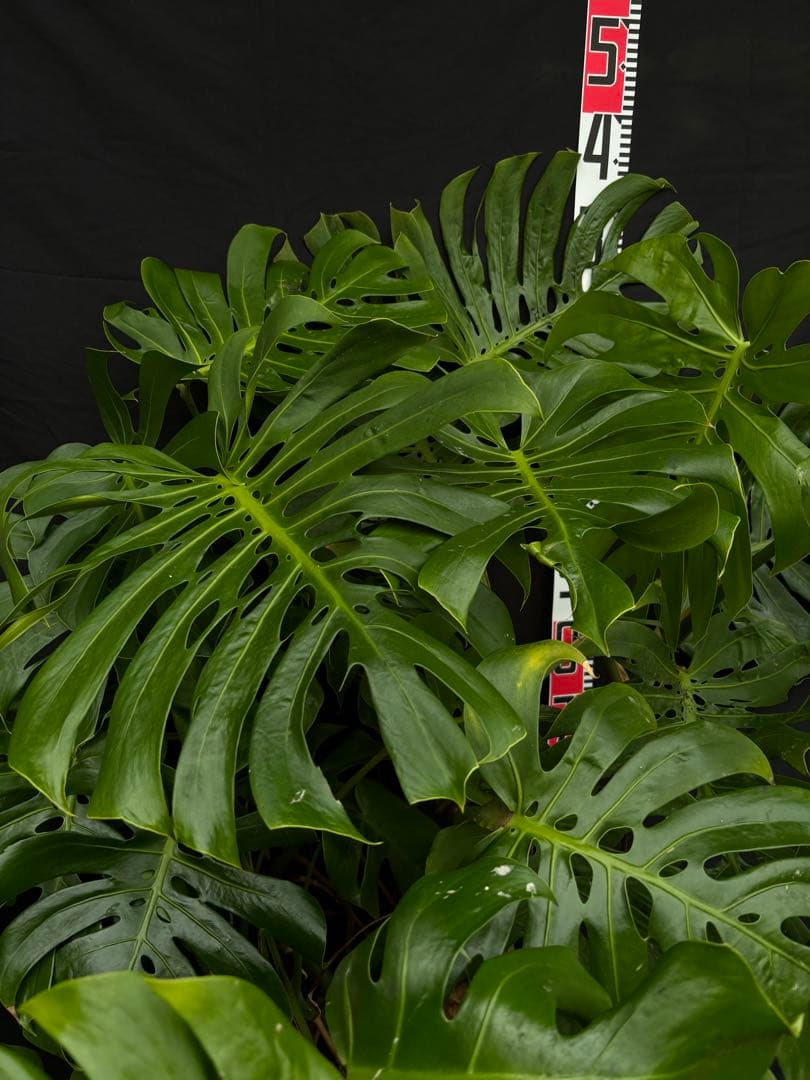 モンステラ　デリシオーサ　マクロコズム ( Macrocosm ) 特大