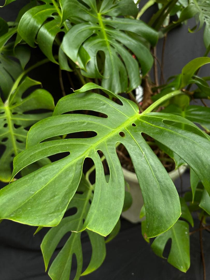 モンステラ　デリシオーサ　マクロコズム ( Macrocosm ) 特大