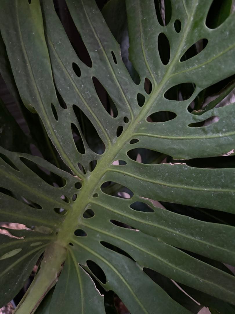 モンステラ　デリシオーサ　マクロコズム ( Macrocosm ) 特大