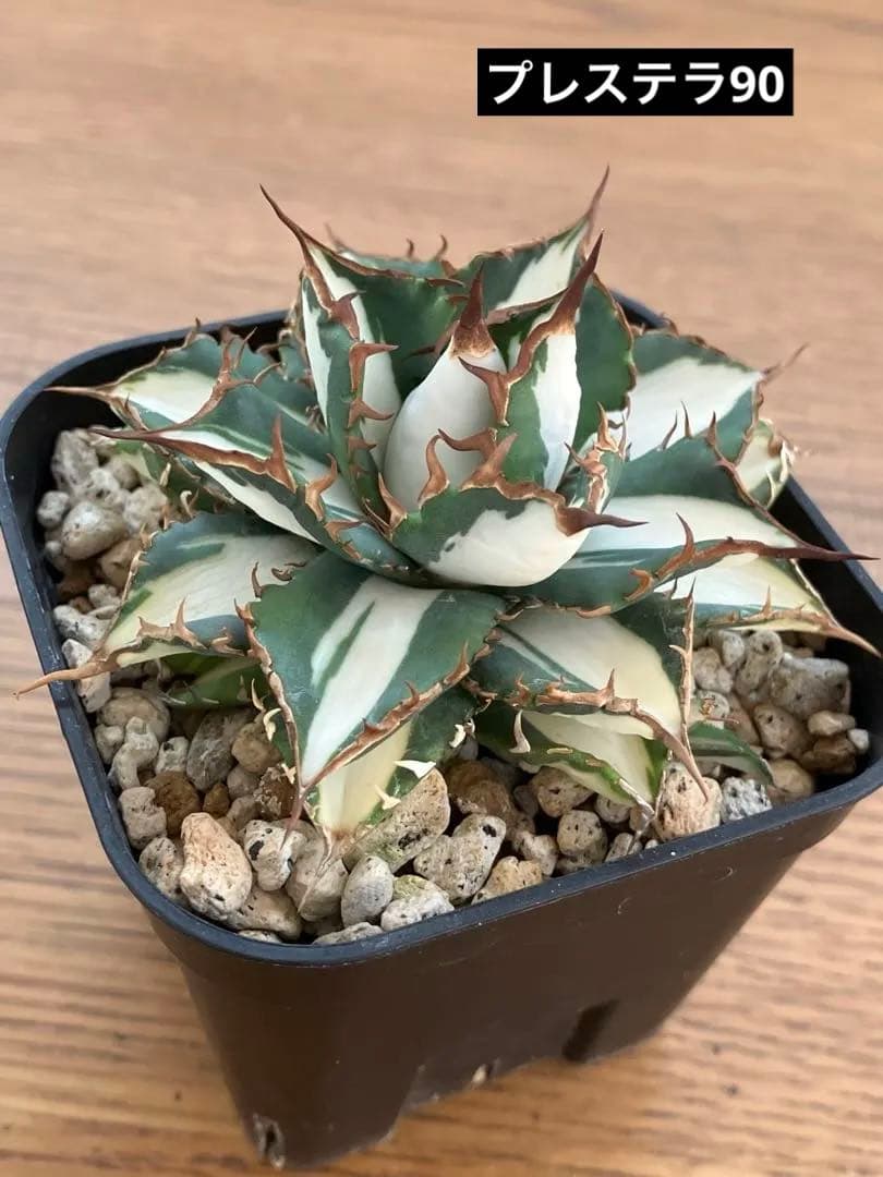 選抜【匿名配送】活着　特大　子株付き　アガべ　チタノタ　太陽神錦　白中斑　TC