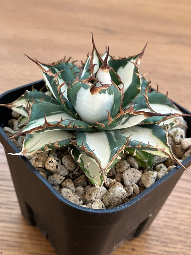 選抜【匿名配送】活着　特大　子株付き　アガべ　チタノタ　太陽神錦　白中斑　TC