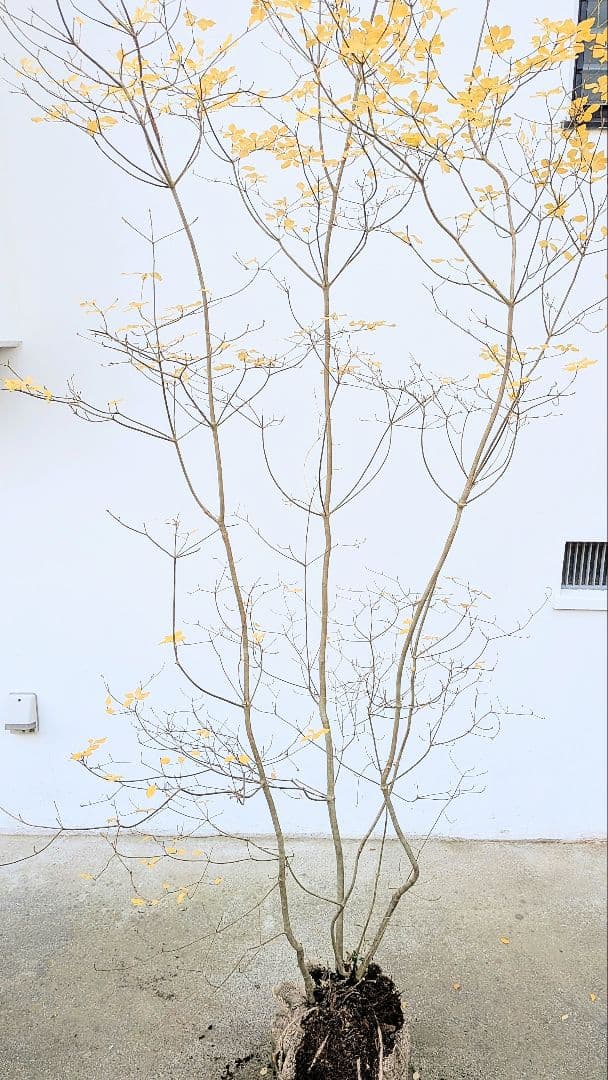 極美。山採りドウダンツツジ。