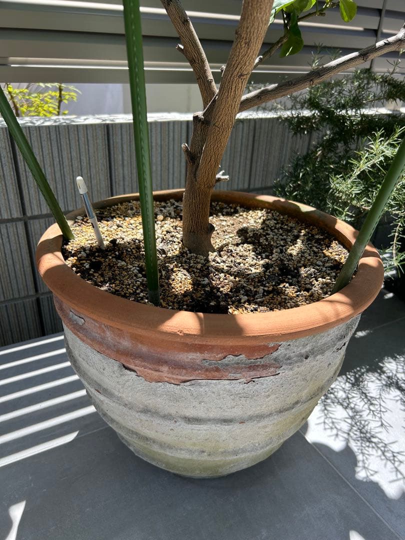 ◾️レモンの木☆ 実のなる木