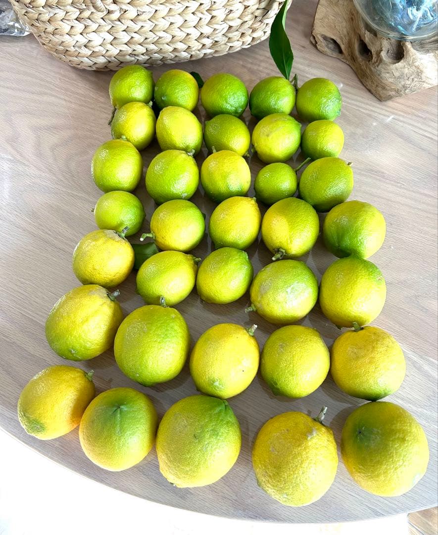 ◾️レモンの木☆ 実のなる木