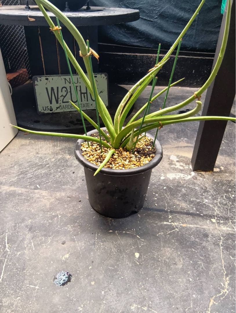 サンスベリア　ダンシングドラゴン　大株　子株付き