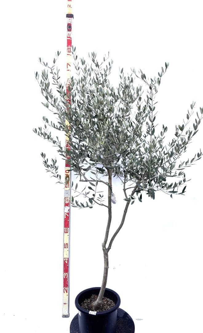 オリーブの木　ルッカ　8号　約160cm　K-276　人気品種　現品掲載